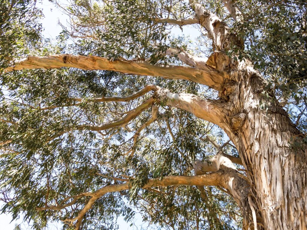eucalyptus branches
