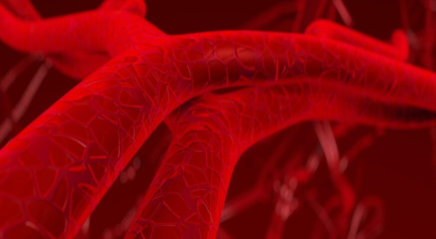 A close up view of blood vessels within the human body.